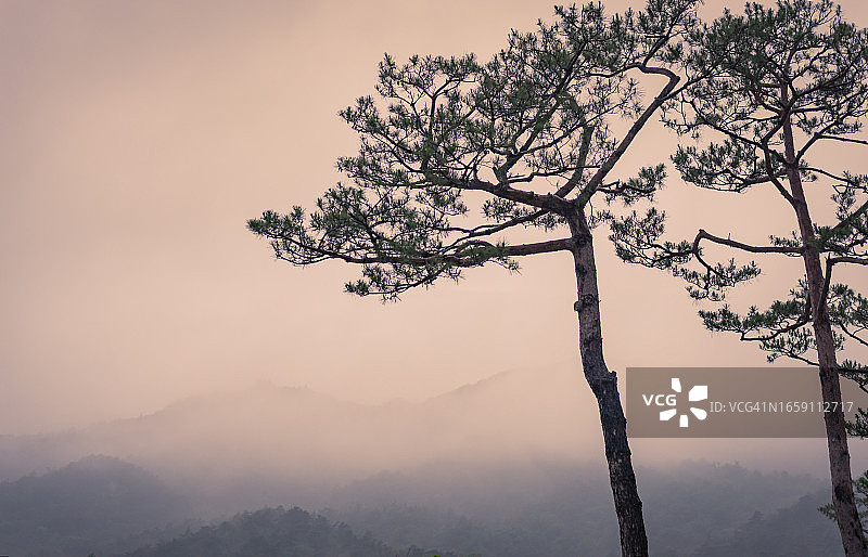 水彩画般的松树景观图片素材