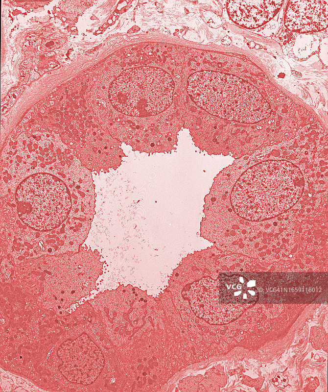 肾小管横截面透射电子显微镜照片图片素材