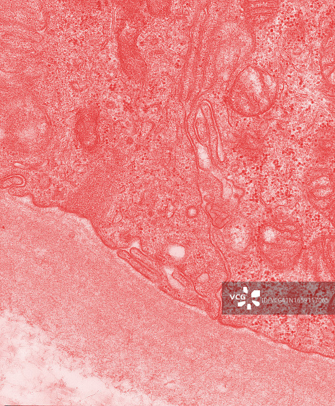 肾小管横截面透射电子显微镜照片图片素材