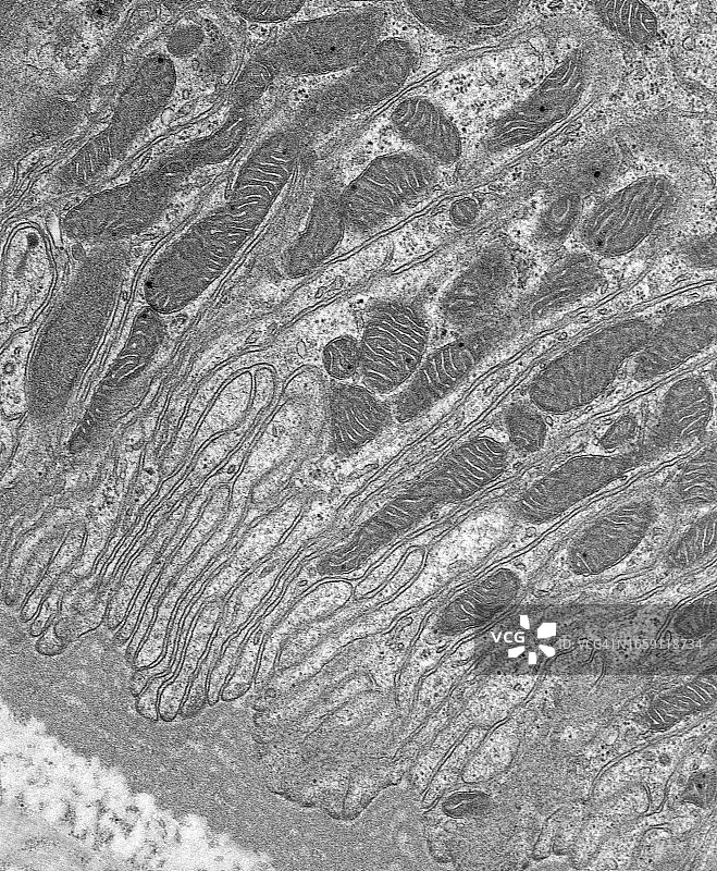 肾小管横截面的透射电子显微照片图片素材