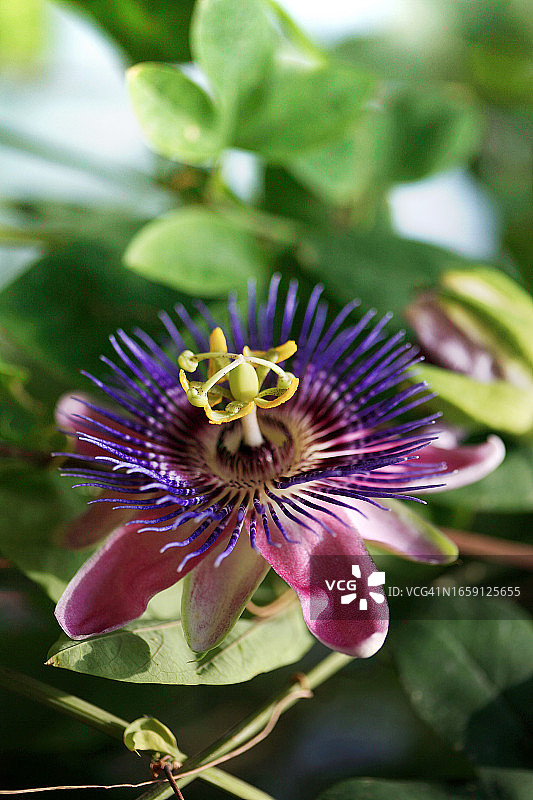 西番莲花图片素材