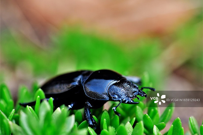 难看的锹形虫，锹形虫图片素材