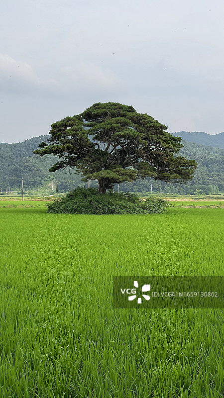 全罗北道井邑市：松树与稻田图片素材