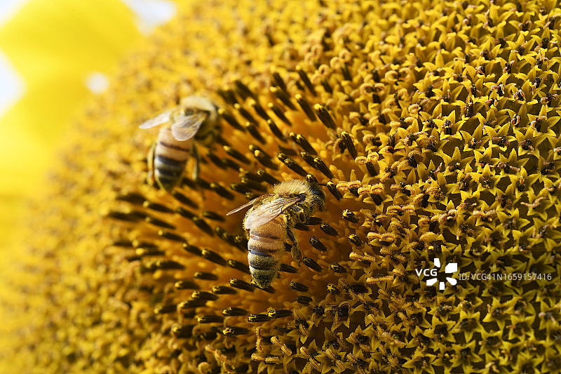 向日葵与蜜蜂图片素材