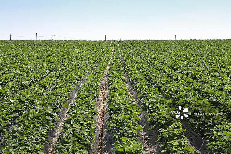 全罗南道务安郡红薯图片素材