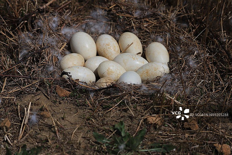 大清湖鹅蛋12枚图片素材