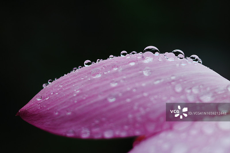 下雨天的粉色荷花特写图片素材