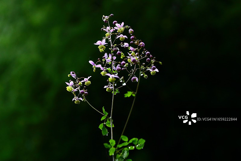 黄丝状唐松草图片素材