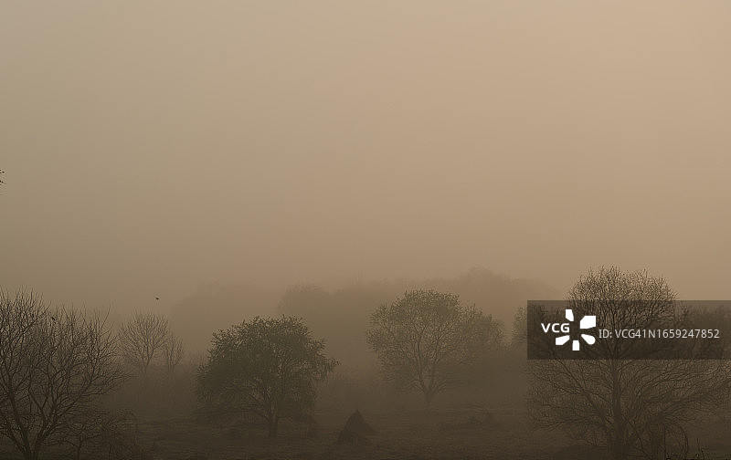 森林中的雾图片素材