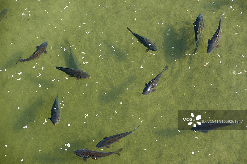 花瓣与锦鲤图片素材