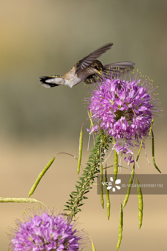 觅食的蜂鸟图片素材