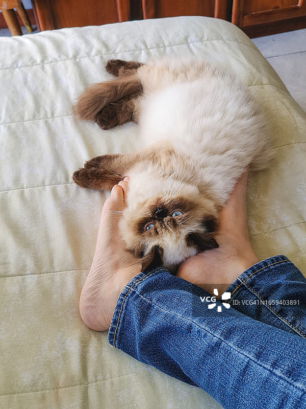 猫咪在人的脚上安静地打盹图片素材