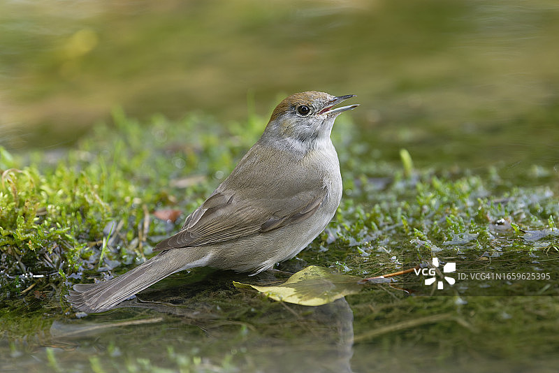 黑顶莺图片素材