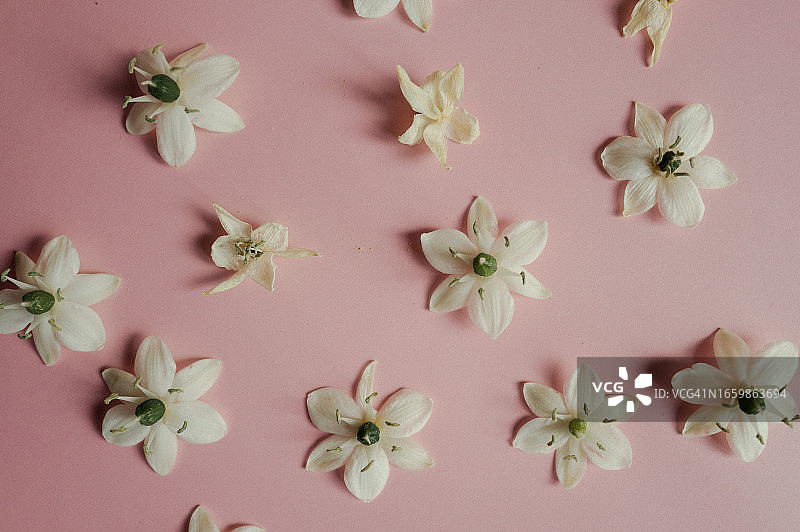 粉色背景上的白色小花逼真图案图片素材