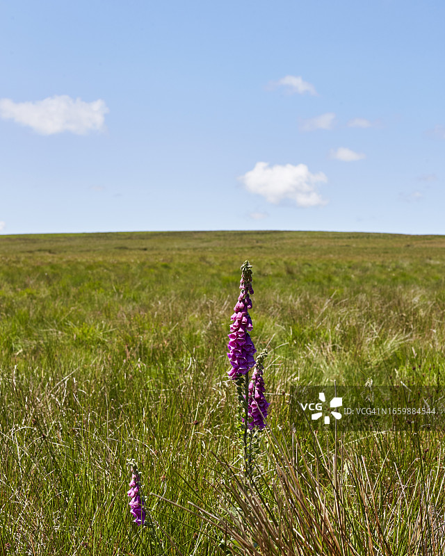 埃克斯穆尔 3图片素材