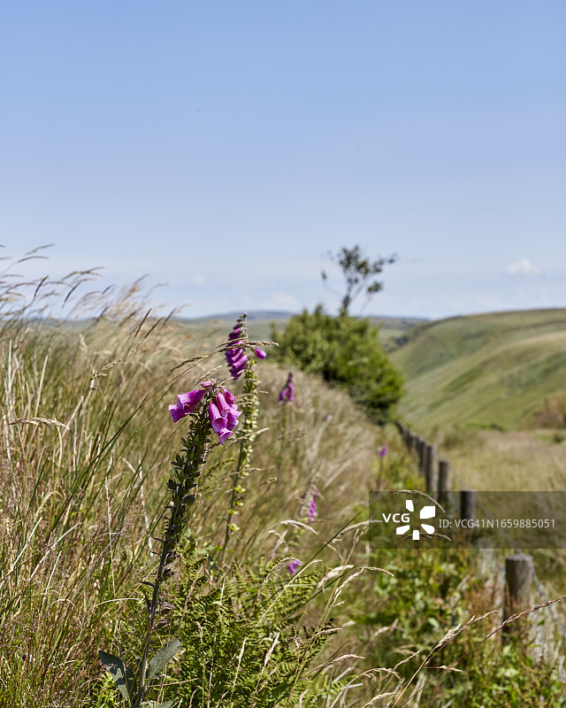 埃克斯穆尔 3图片素材