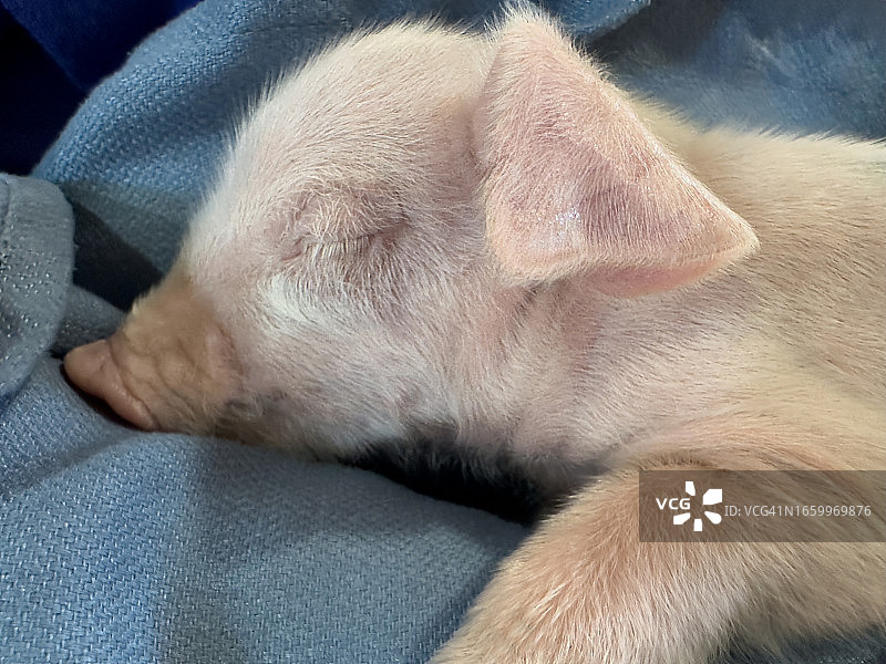 可爱的新生小猪图片素材