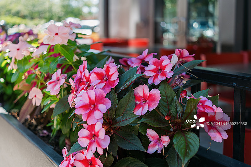 餐厅外的花箱里的新几内亚凤仙花图片素材