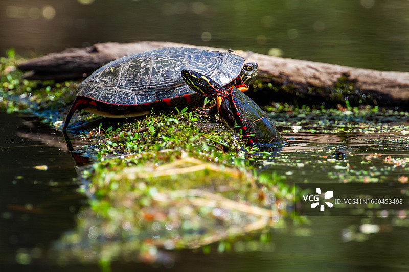 彩绘龟图片素材
