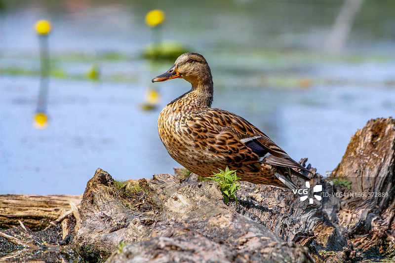 母绿头鸭图片素材