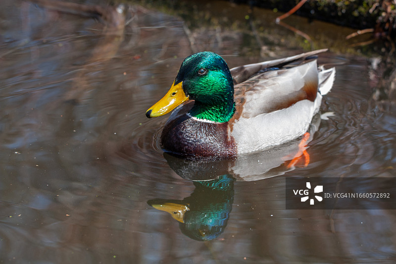公绿头鸭图片素材
