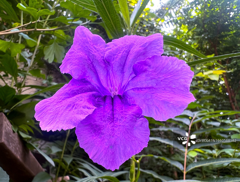 墨西哥蓝铃花图片素材