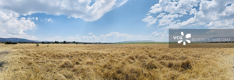 国家公园内的稀树草原全景照片，地平线上有长颈鹿和斑马图片素材