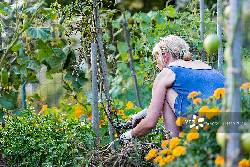 在菜园里拔除患有真菌病疫霉菌感染番茄植株的女人图片素材