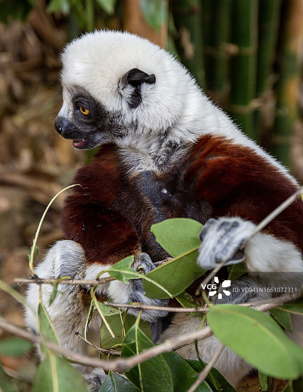 柯克雷尔冕狐猴图片素材