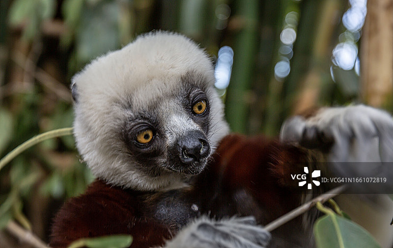 柯克雷尔冕狐猴图片素材