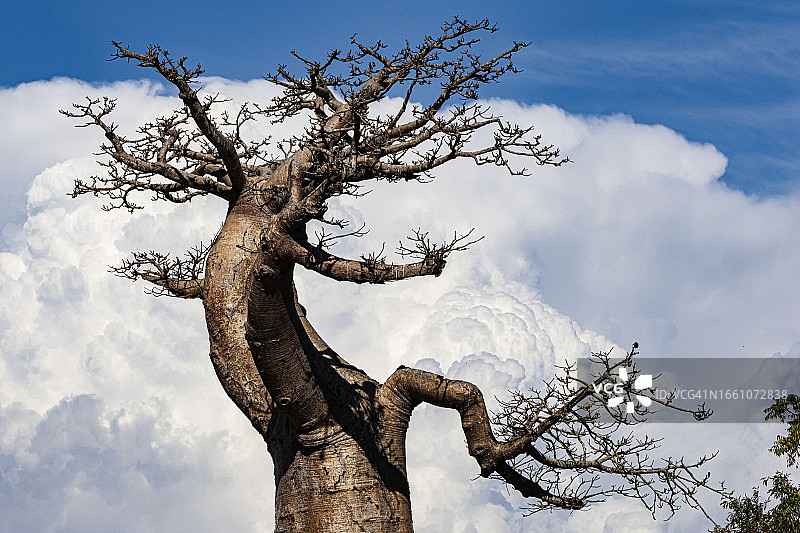 格氏猴面包树图片素材