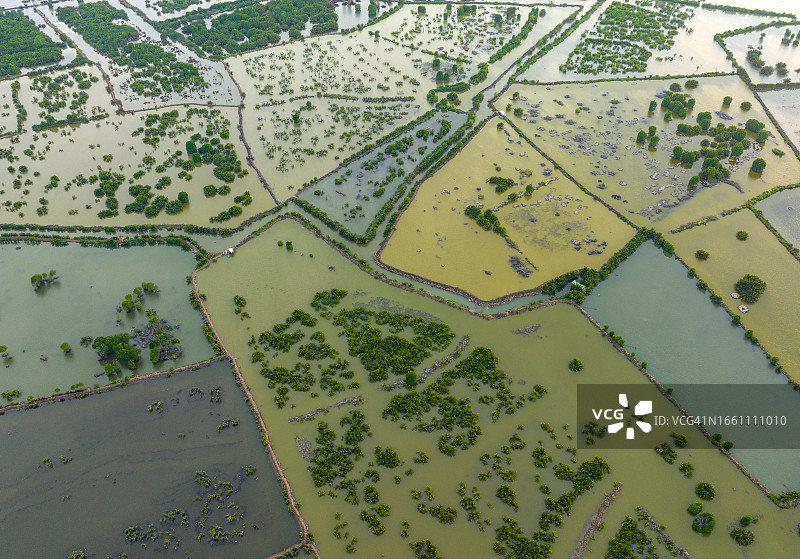 坚江省东湖泻湖中自然生长的树木的抽象航拍照片图片素材