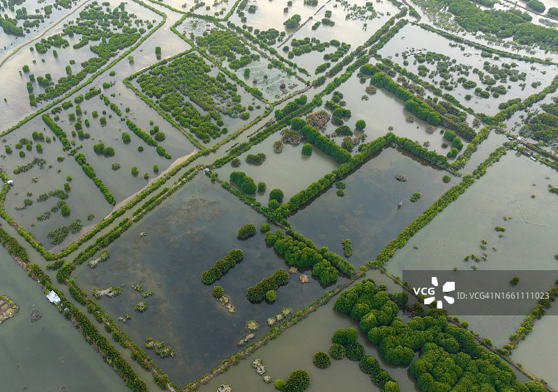 坚江省东湖泻湖中自然生长的树木的抽象航拍照片图片素材
