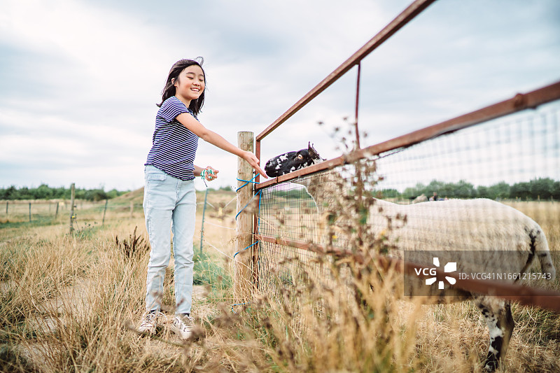 快乐的青少年女孩在农场喂山羊图片素材