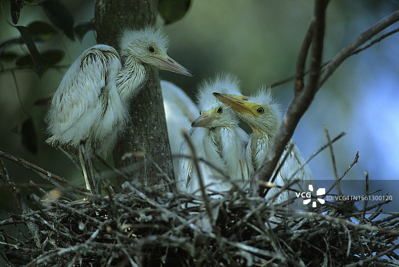 路易斯安那州湿地图片素材