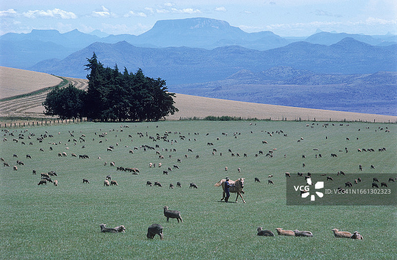 肯尼亚蒂毛山北坡的小麦和绵羊农场图片素材