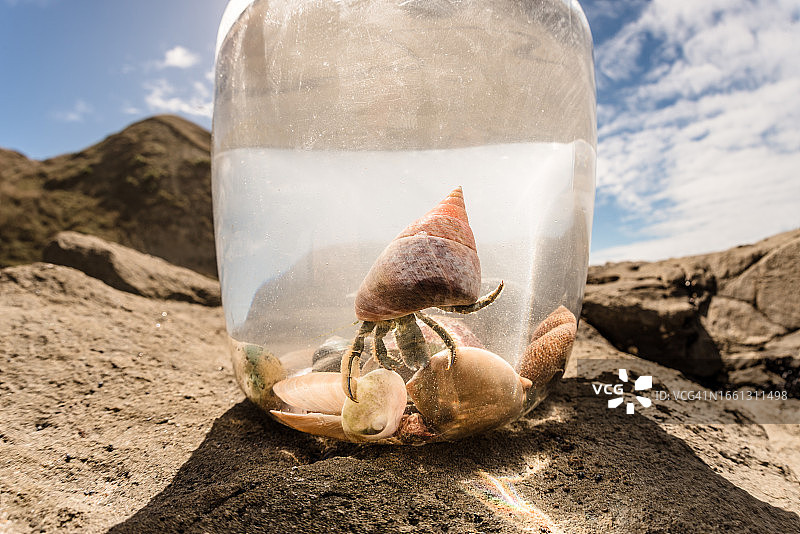 水桶里带着彩色贝壳的寄居蟹图片素材