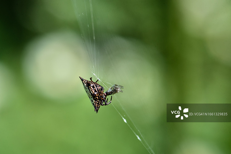 哥斯达黎加小蜘蛛吃苍蝇的特写图片素材