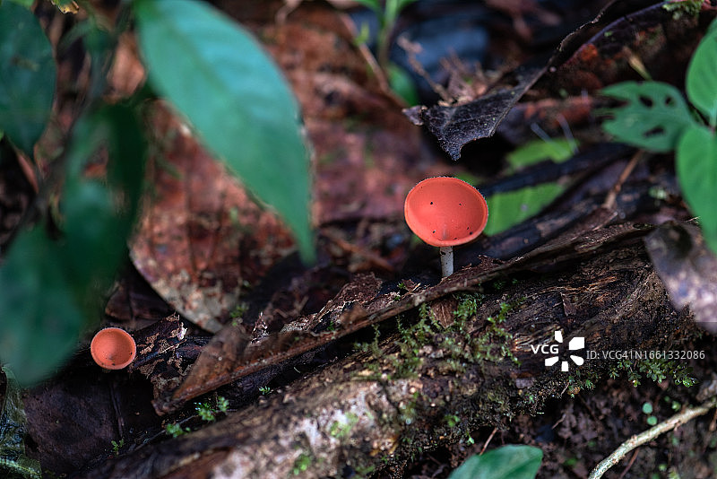 哥斯达黎加雨林中的红色杯状真菌蘑菇图片素材