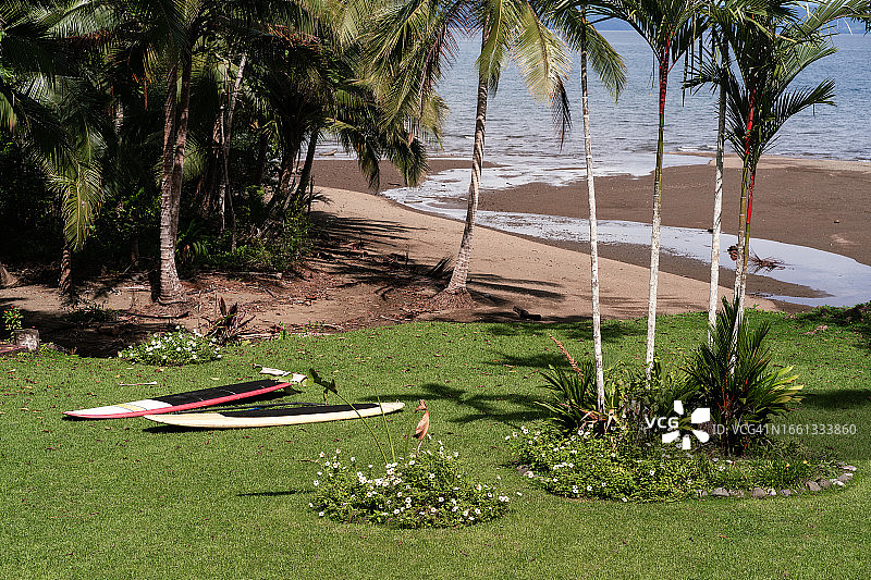 哥斯达黎加棕榈树下的桨板图片素材