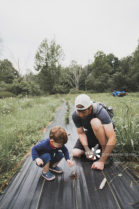 父子弯腰播种图片素材