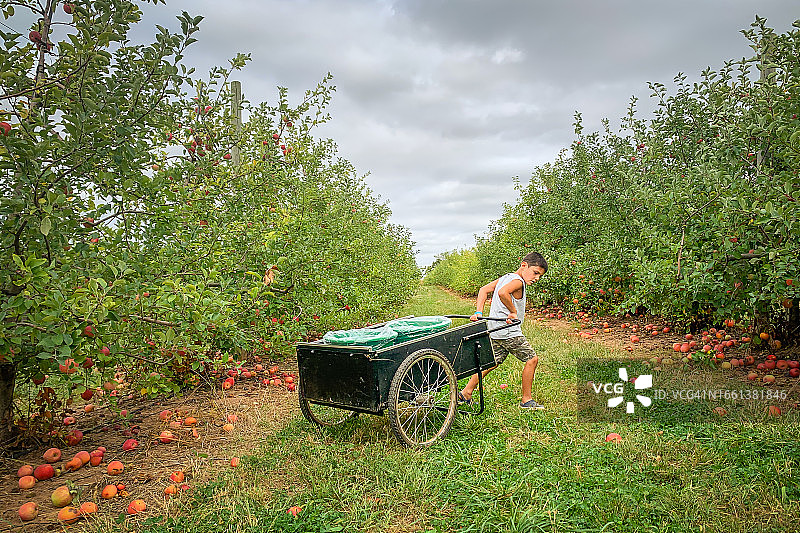 在阴沉的秋日，小男孩在果园里拉着装满苹果的推车图片素材