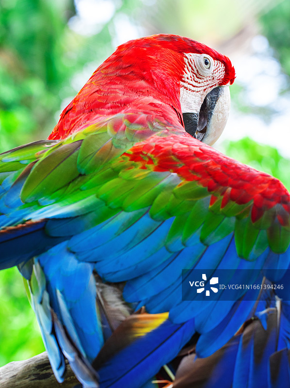 金刚鹦鹉特写图片素材