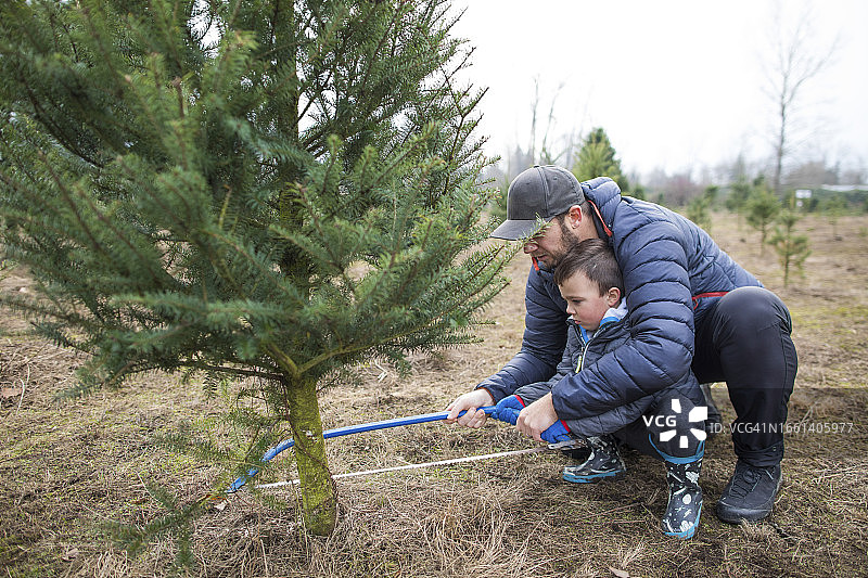 父子在农场用锯子砍圣诞树图片素材