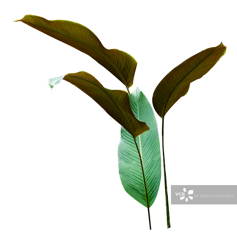 黑盆中的条纹竹芋图片素材