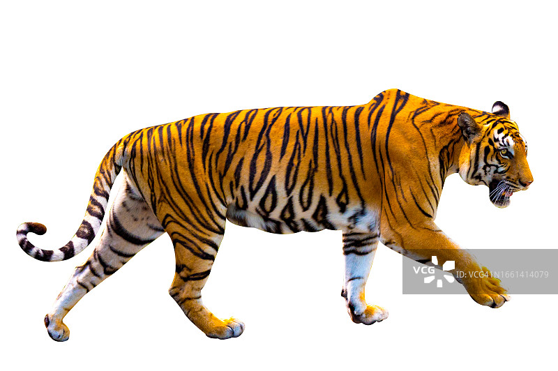 白色背景下的老虎全身照图片素材