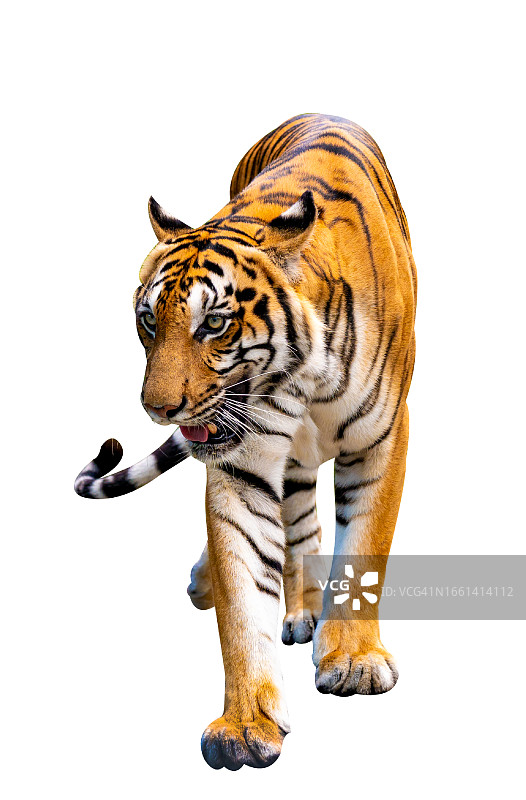 白色背景下的老虎全身照图片素材