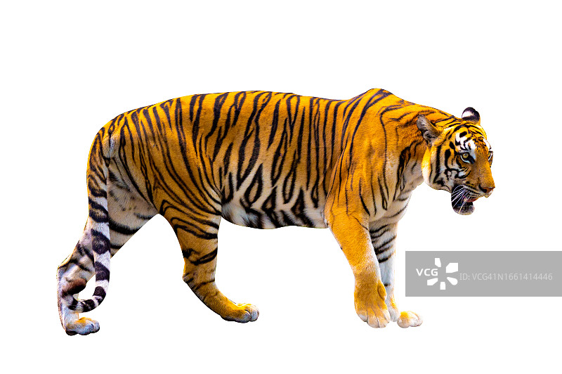 白色背景下的老虎全身照图片素材