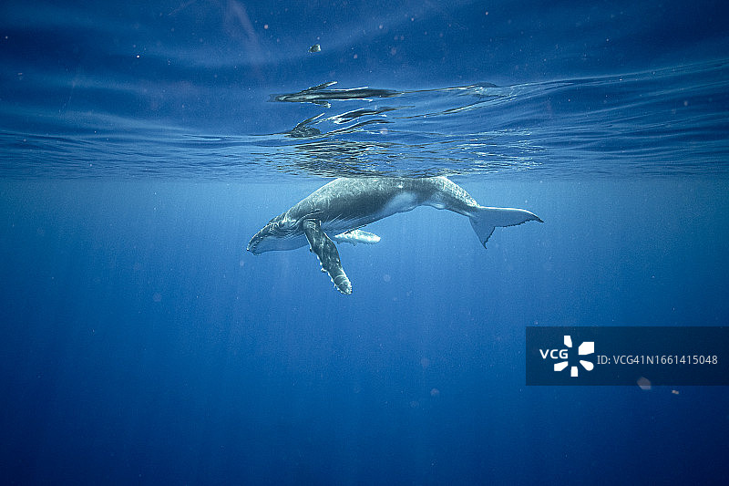 小鲸鱼在莫雷阿岛附近的海域游泳图片素材