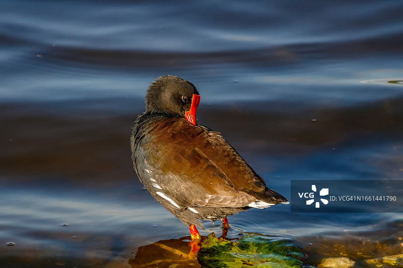 普通 gallinule图片素材